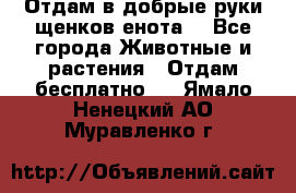 Отдам в добрые руки щенков енота. - Все города Животные и растения » Отдам бесплатно   . Ямало-Ненецкий АО,Муравленко г.